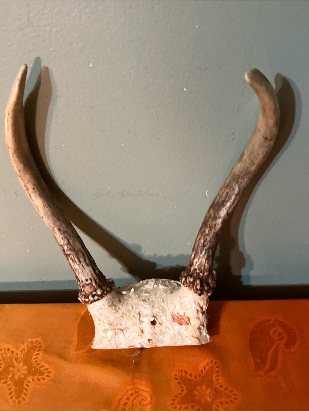 Spike Whitetail Deer Skull Cap 2 Point Antlers Rustic Decor Hunting Theme-E